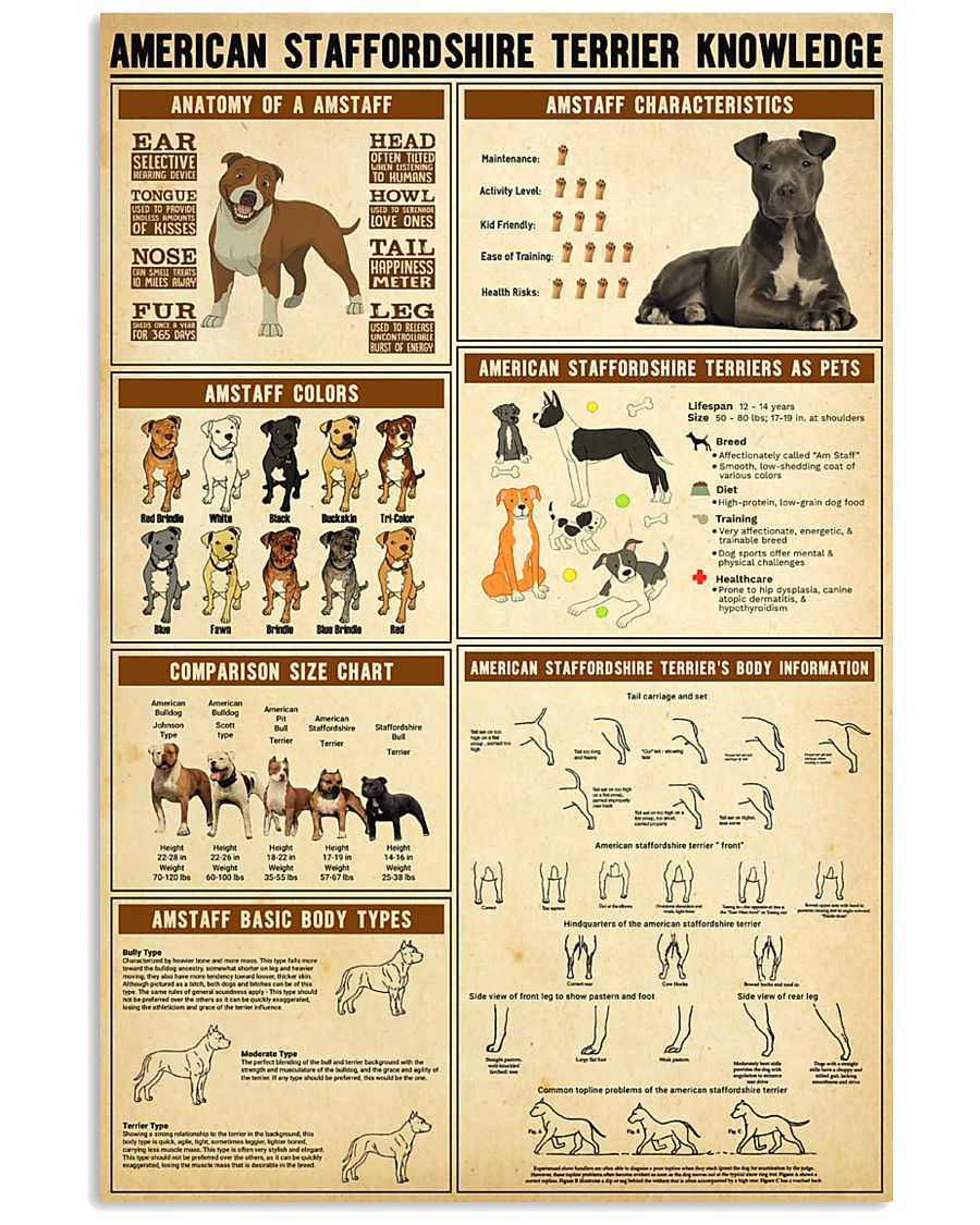 American Staffordshire Terrier Knowledge-2858