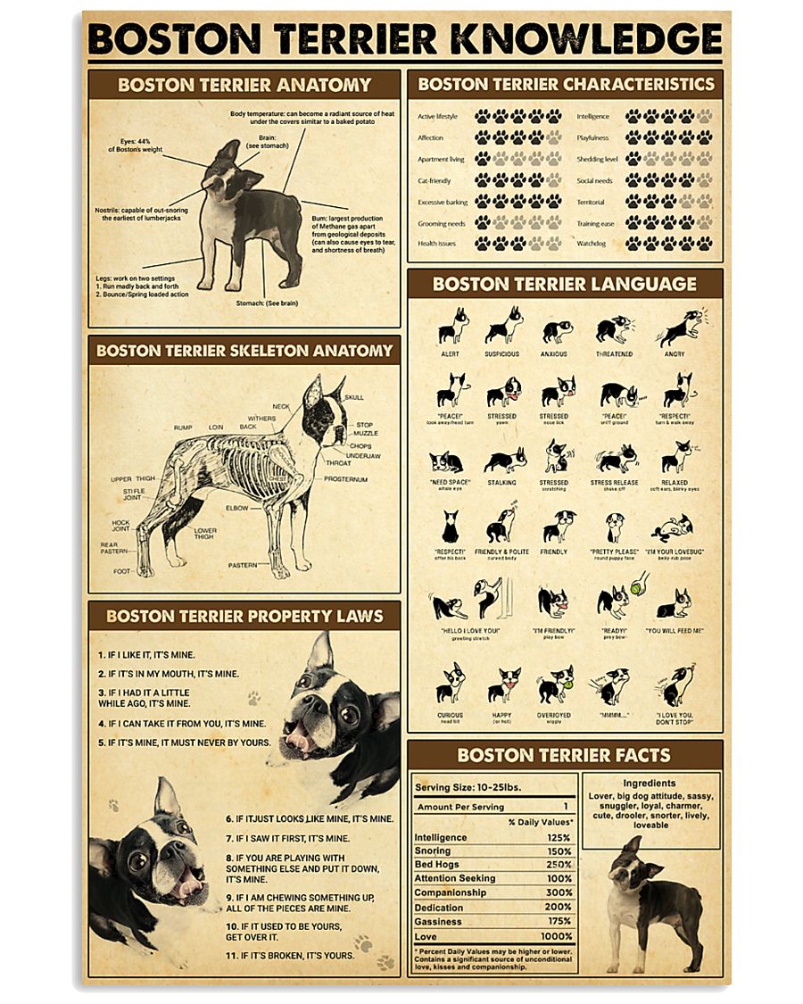 Boston Terrier Knowledge-5196