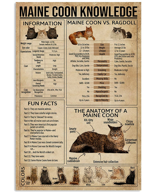 Maine Coon Knowledge Cat-5008