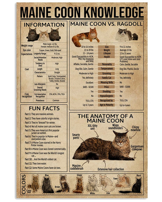 Maine Coon Knowledge -6768