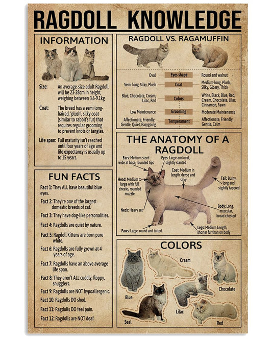 Ragdoll Cat Knowledge -1253