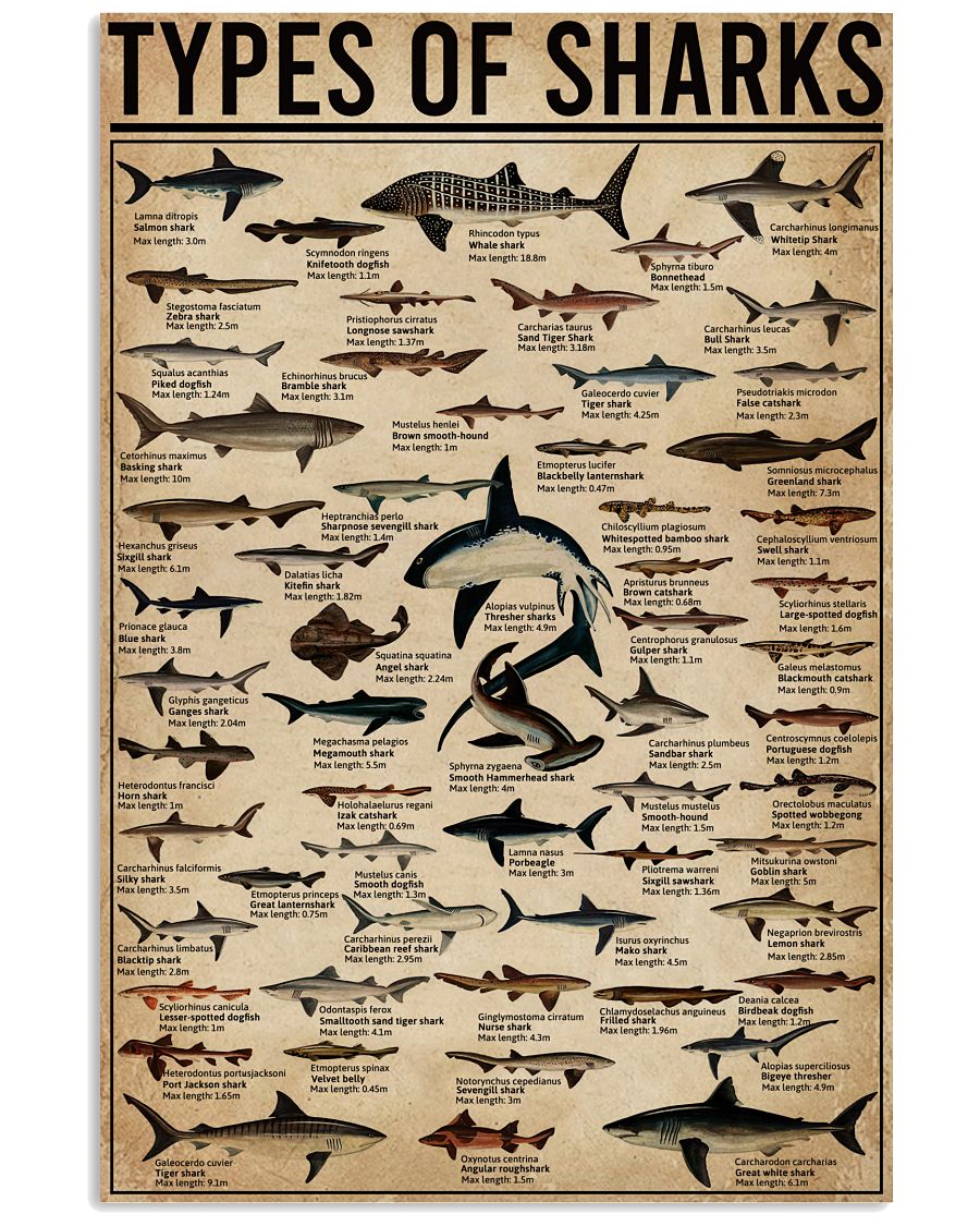 Types Of Sharks-2944