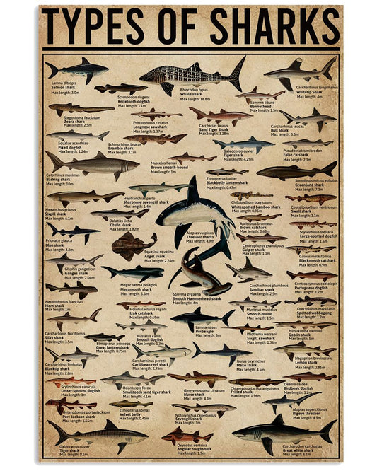 Types Of Sharks-2944