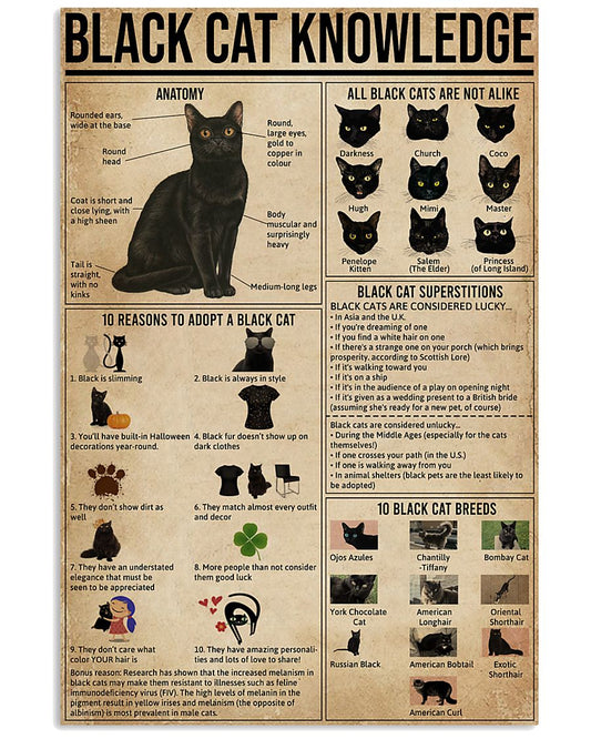 Black Cat Knowledge-6469