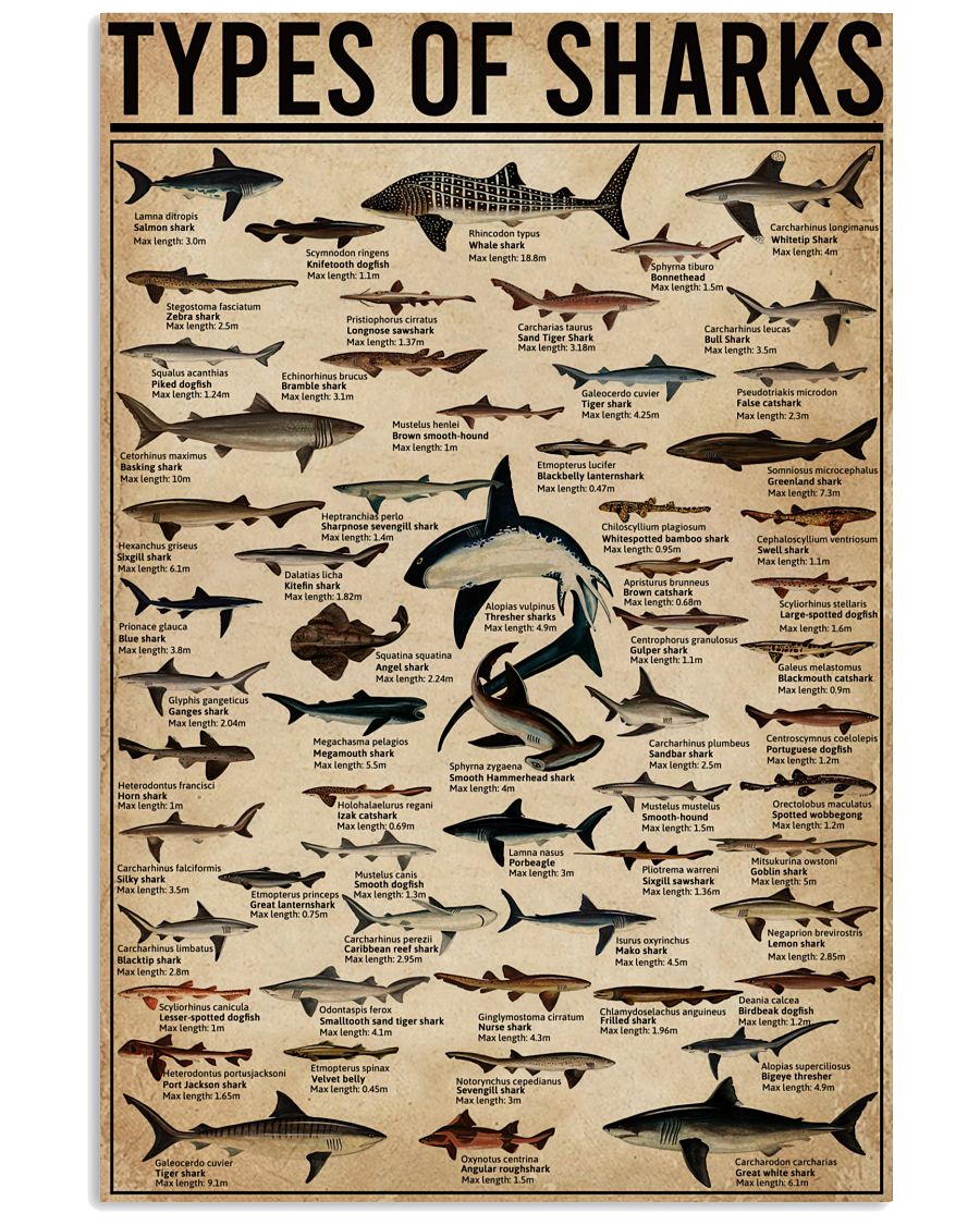 Types Of Sharks-2944