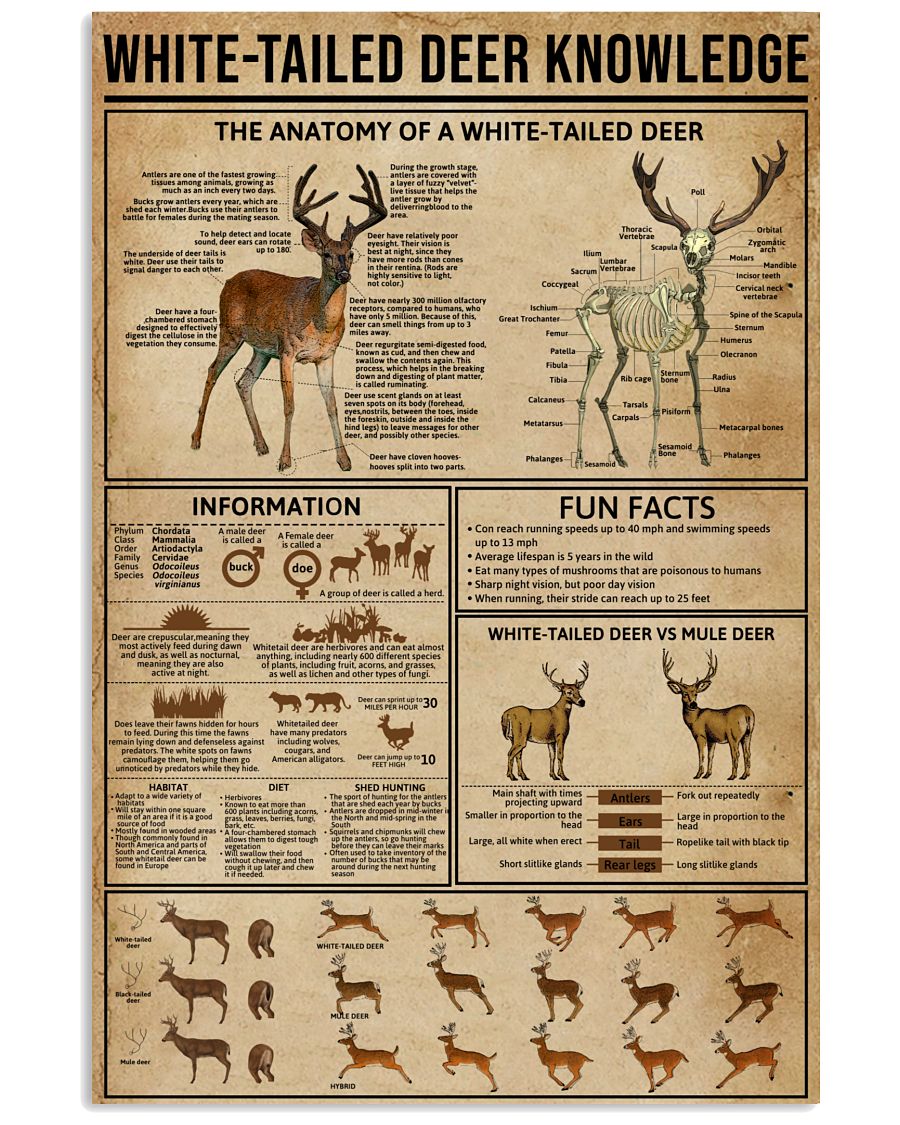  White-Tailed Deer Knowledge-8245