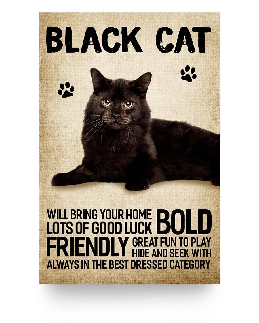 Black Cat Will Bring Your Home Bold